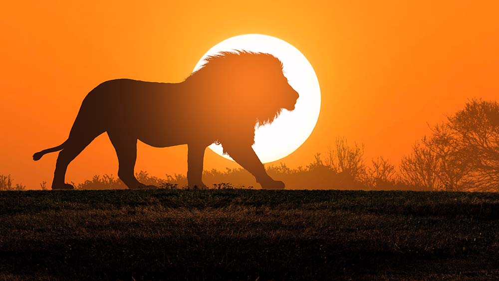 Silhuet af løve i solnedgang på savannen